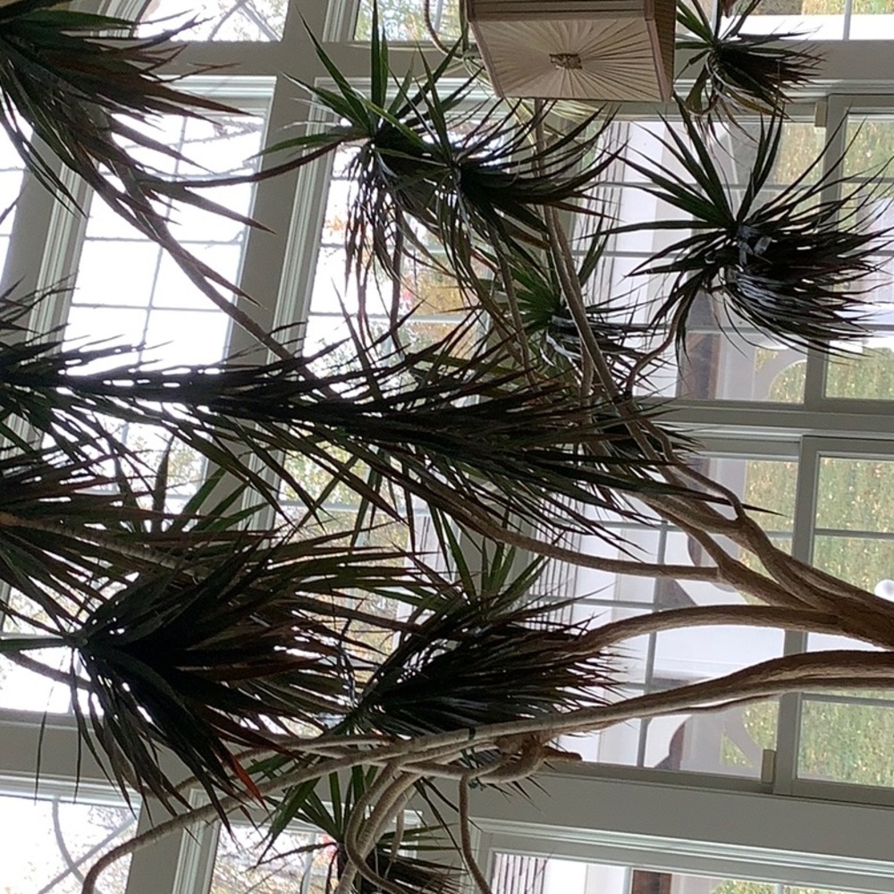 Meet your Posher, Donna